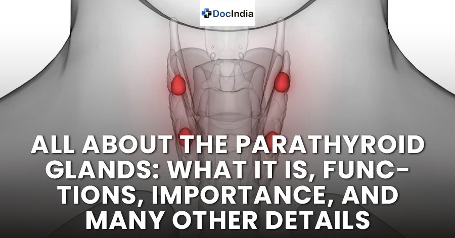 All about the parathyroid glands: What it is, functions, importance, and many other details