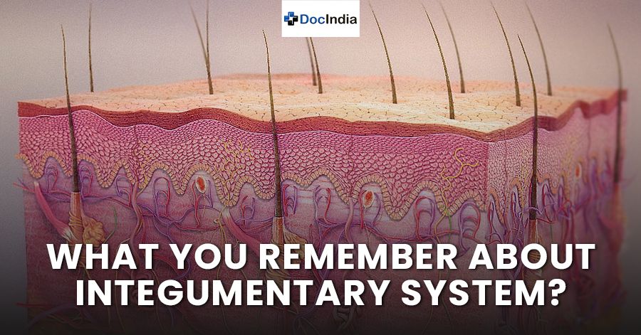 What you remember about integumentary system?