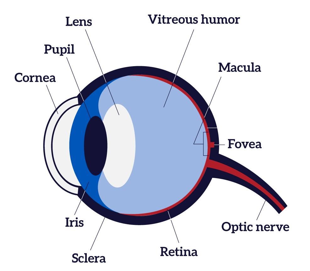 Anatomy-of-Eye.jpg