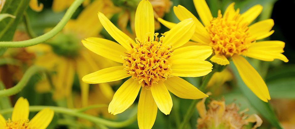 Arnica Montana Homeopathic Medicine: Uses, Benefits, Side Effects