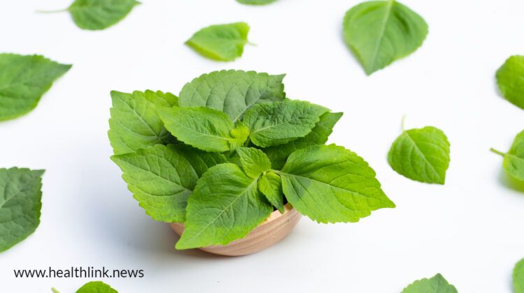 Worried About Heart Problem? Basil Can be a Solution