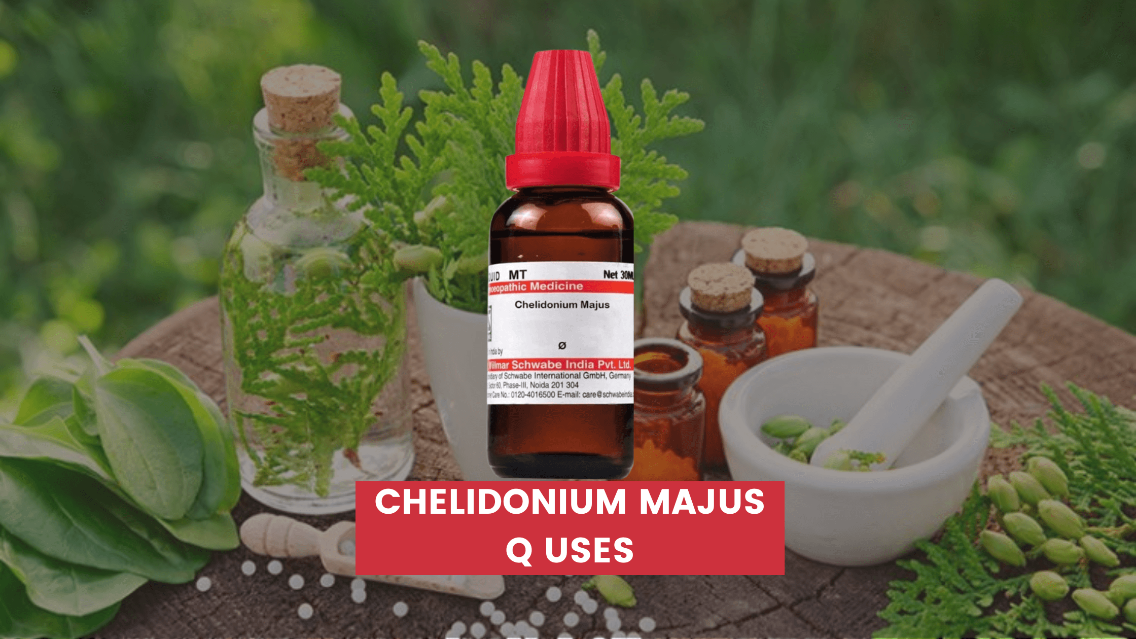 CHELIDONIUM MAJUS Q Uses, Benefits & Side Effects