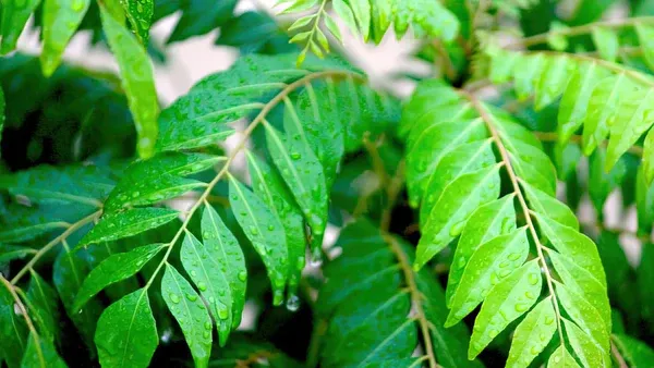 Curry leaves Eating benefits: Advantages & Side Effects