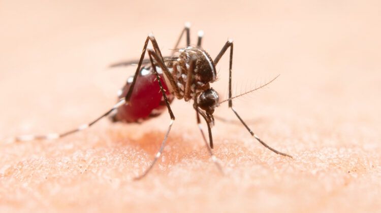 Dengue: Unveiling the Symptoms and Treatment Strategies