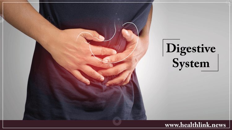 Digestive System (Anatomy): Process Parts and Functions