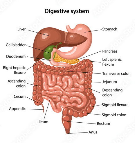 Digestive-System-Anatomy.png