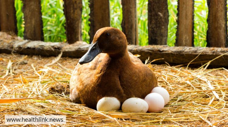 Have You Ever Eaten Duck Eggs? If Not, Then Try it