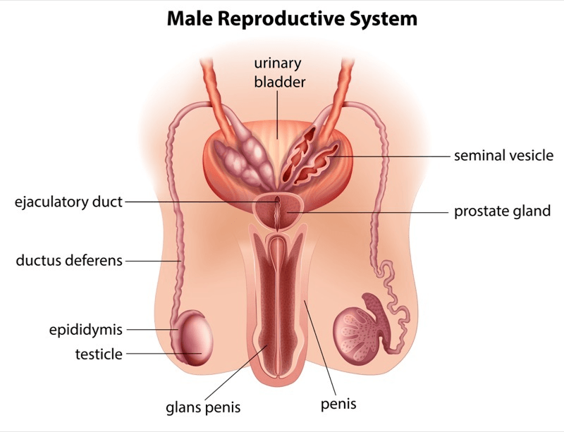 Male-Reproductive-System.png