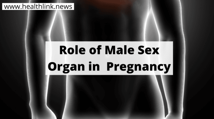 Male Sexual Organs and Pregnancy