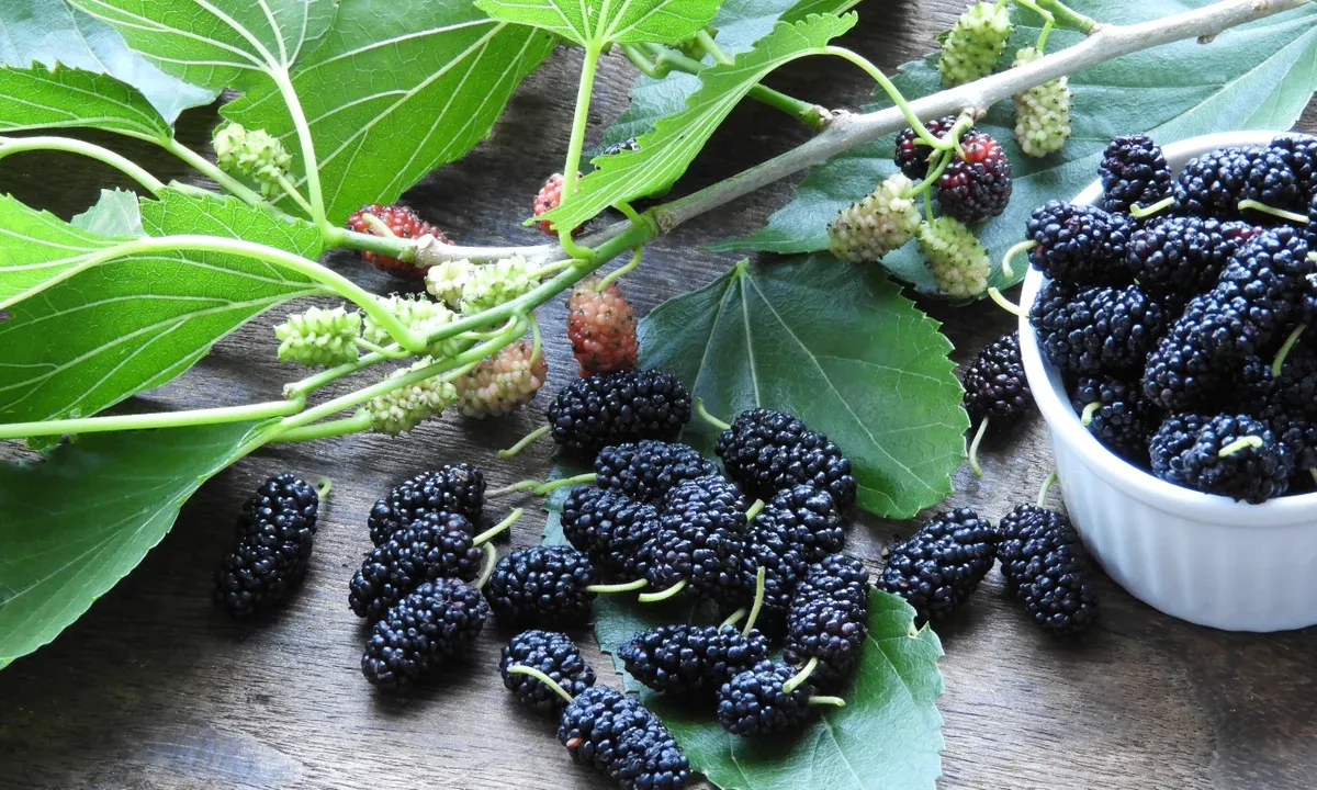 Mulberry fruit – Health Benefits & Side effects