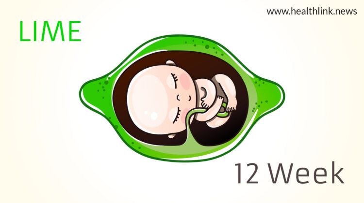 Pregnancy Guide Week by Week: 9 To 12 Weeks