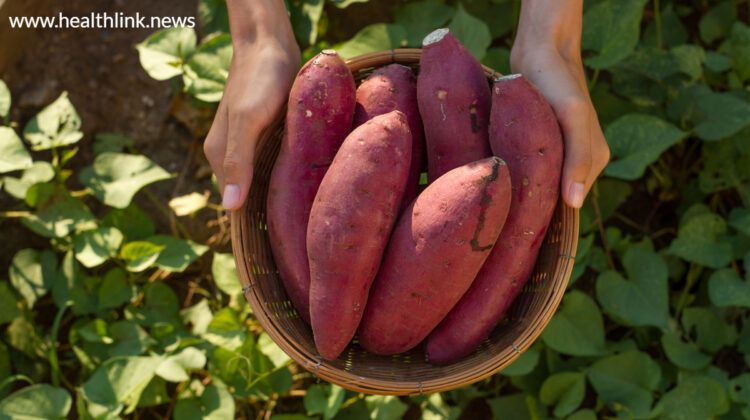 Sweet Potatoes: It Reduces Your Vitamin A Deficiency