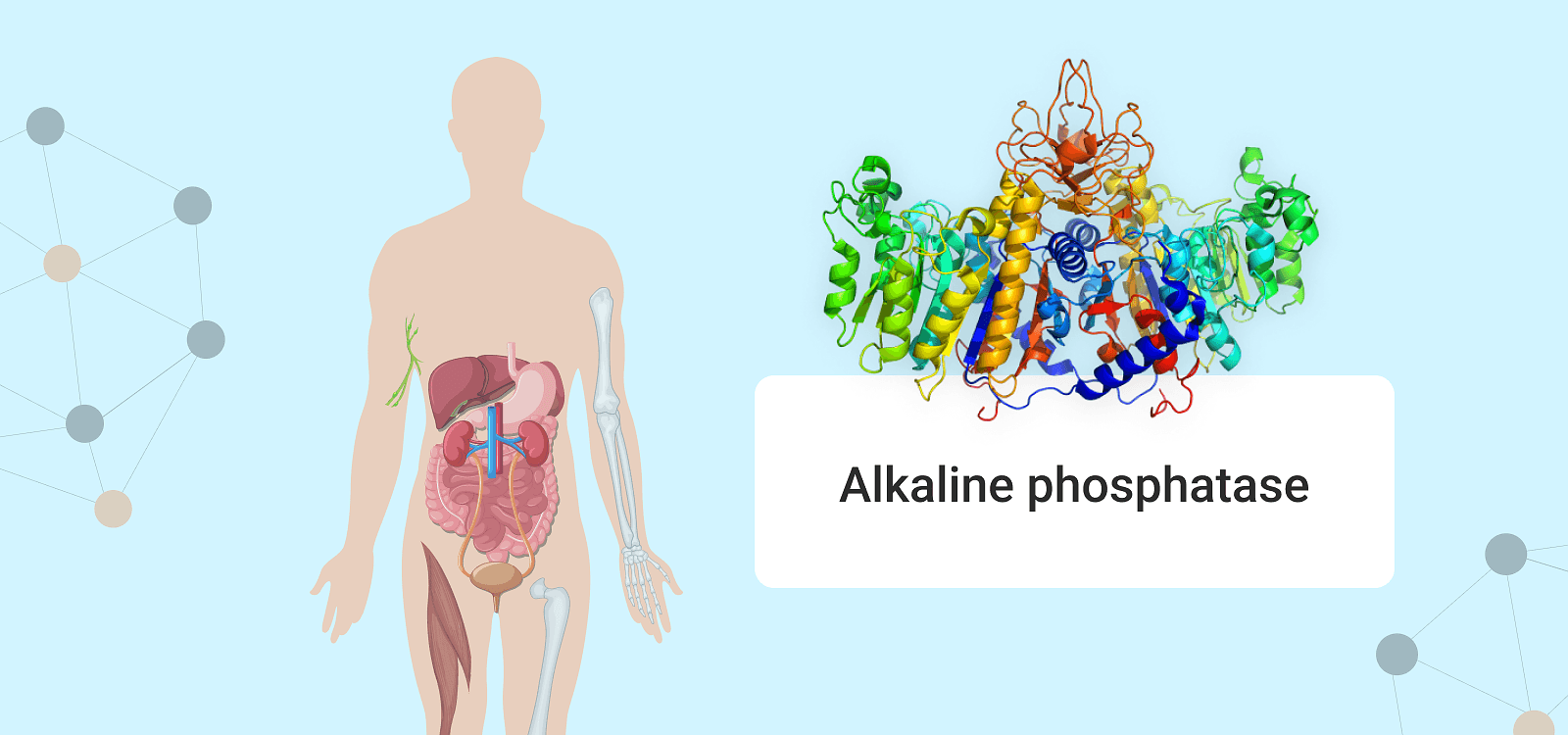 What Foods to Avoid if Alkaline Phosphatase is High