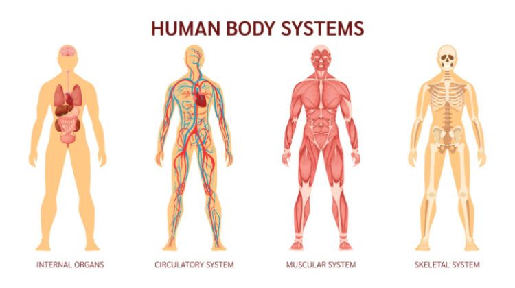 Which Body Parts or Organs Can You Live Without?