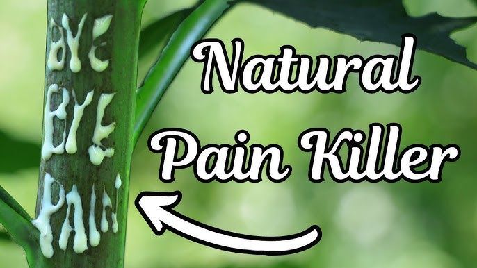 Wild Lettuce USES, HEALTH BENEFITS, SIDE EFFECTS, AND MORE