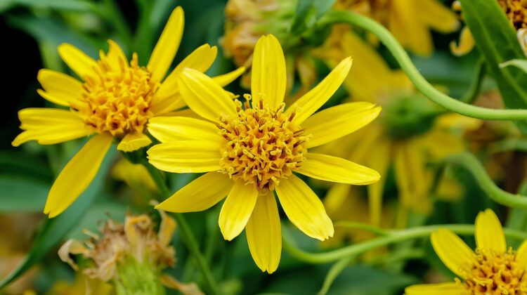 Is Arnica Homeopathic Release the Pain?