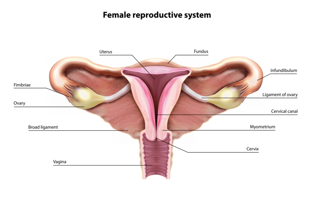 female-reproductive-organs-1024x661.png