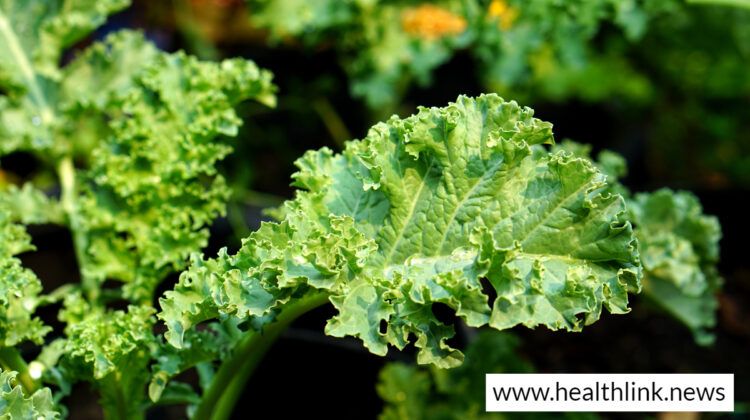 Kale: Health Benefits, Nutritional Value, and Diet