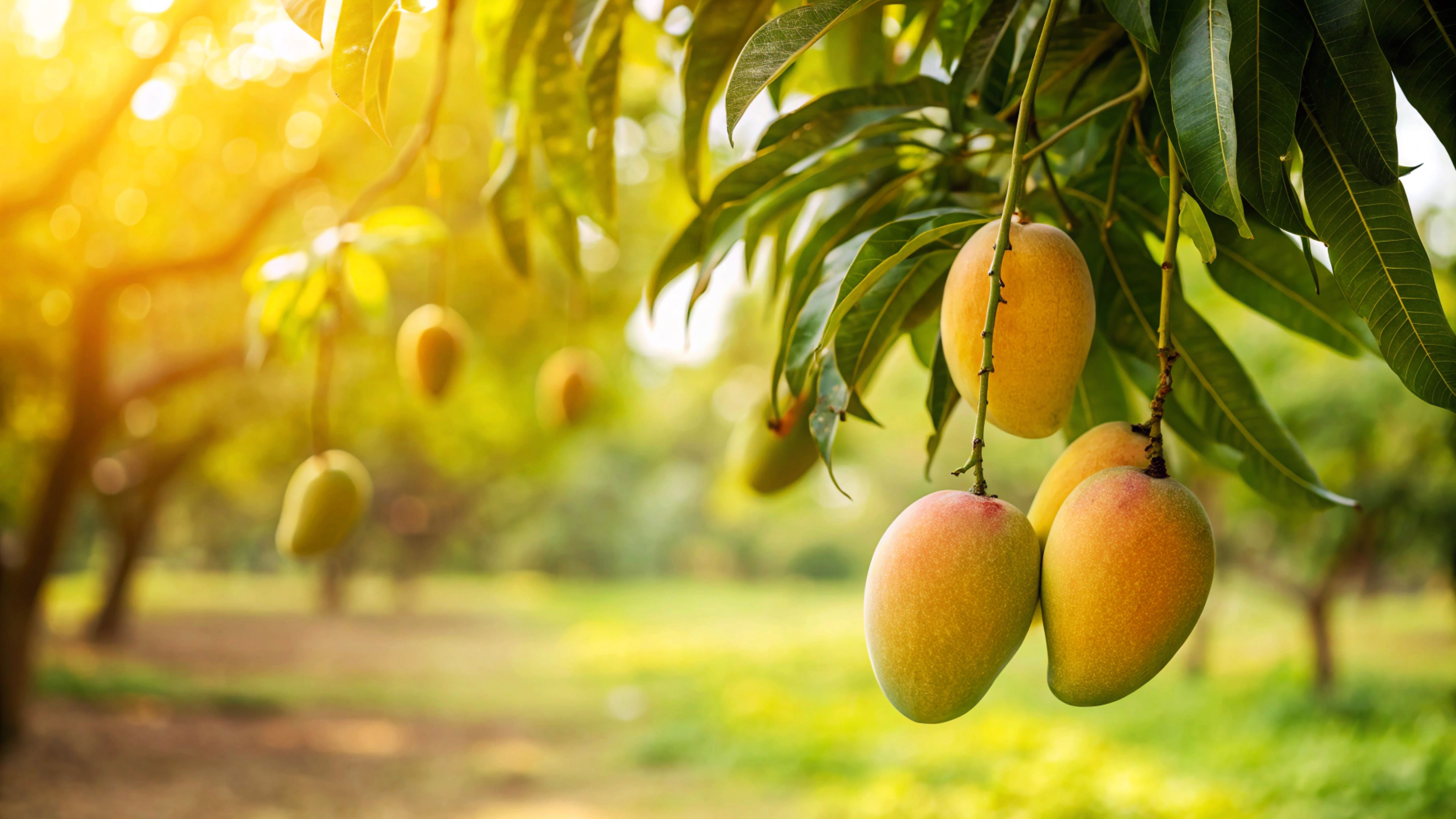 Calories in Mango, Nutrition Facts, Benefits, & More